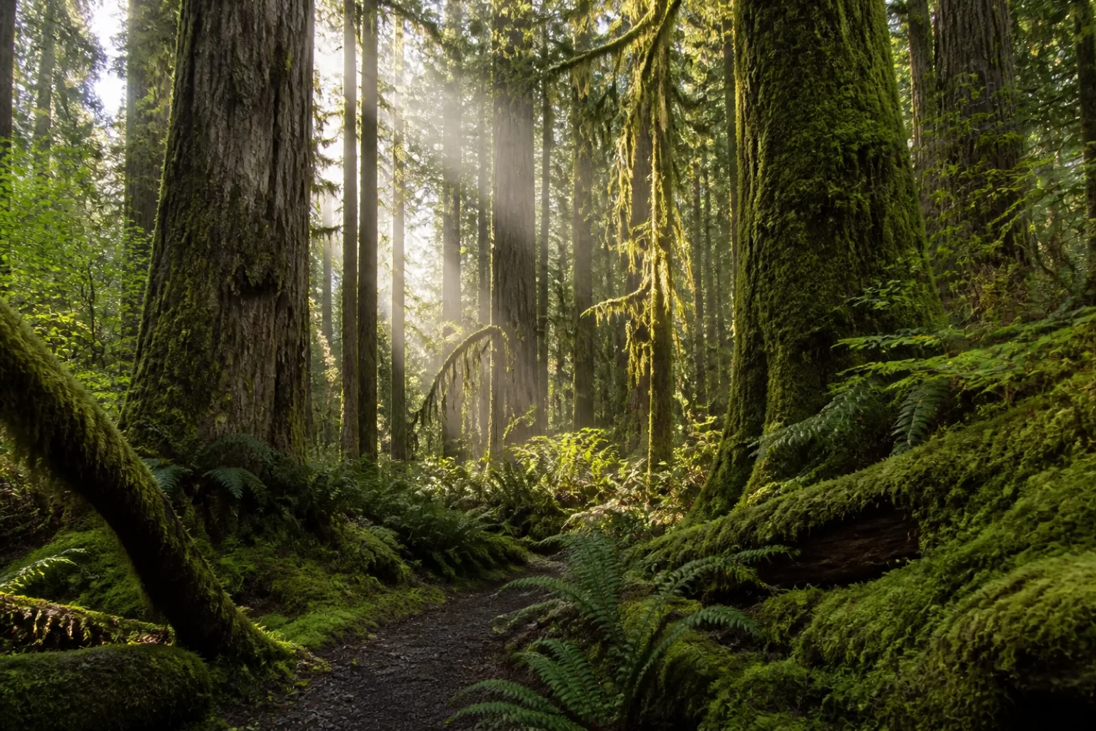 Canopy Haven — Safety & Emergency